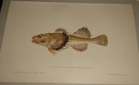 CHABOISSEAU A QUATRE CORNES-Cottus quadricornis