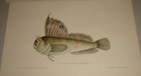 BLENNINE PAPILLON-Blennius ocellaris