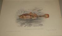 ASPIDOPHORE D EUROPE-Aspidophorus Europaeus