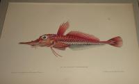 MALARMAT-Peristedion malarmat