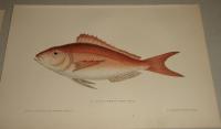 PAGEL COMMUN-Pagellus erythrinus