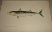 MAQUEREAU COMMUN-Scomber scomber