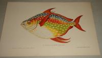 LAMPRIS TACHETÉ-Lampris guttatus
