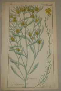 FLOWER, FLEUR, BLUME