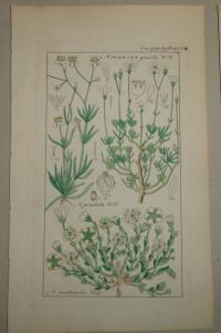 FLOWER, FLEUR, BLUME