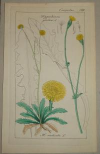 FLOWER, FLEUR, BLUME