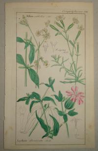 FLOWER, FLEUR, BLUME