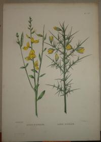 Naudin P. (artist): FLOWER, FLEUR, BLUME