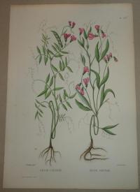 Naudin P. (artist): FLOWER, FLEUR, BLUME