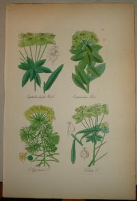 FLOWER, FLEUR, BLUME