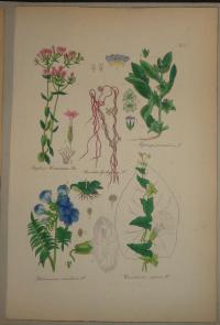 FLOWER, FLEUR, BLUME