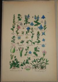 FLOWER, FLEUR, BLUME