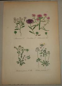 FLOWER, FLEUR, BLUME