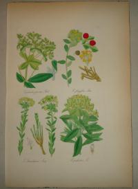 FLOWER, FLEUR, BLUME