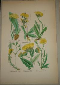 FLOWER, FLEUR, BLUME