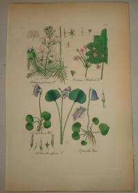 FLOWER, FLEUR, BLUME