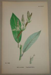 FLOWER, FLEUR, BLUME