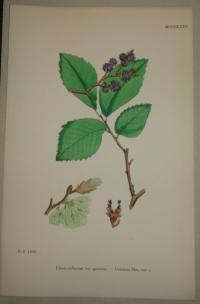 FLOWER, FLEUR, BLUME