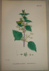 FLOWER, FLEUR, BLUME